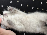 british shorthair blue point 2 aylık yavrumuz (dişi)