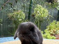 Mini lop tavşan yavruları