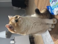 1.5 Yaşında Dişi British Shorthair