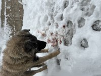 Hakiki kangal 6 aylık