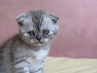 Scottish Fold 1,5 aylık