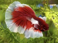 Betta Balığı