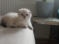 Bu yakışıklı scottish fold erkek ömürlük yuvasını arıyor