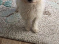 4 aylık malta terrier