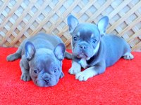 MİCRO FRENCH YAVRULAR BLUE TAN QUAD VE LİLAC TAN QUAD