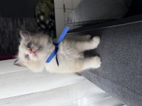 Ragdoll yavru