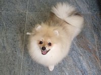 Pomeranian boo orijinal ayı uygun