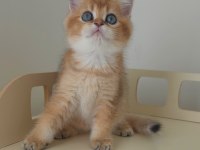 British longhair ve british shorthair kedimiz