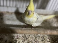 Damızlık Sultan Papağanı Lutino