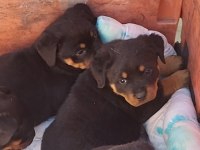 Irk garantili rottweiler bebekler