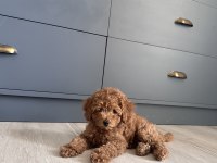 Poodle dişi 3 aylık