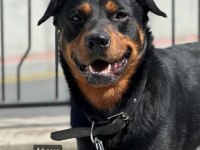 Rottweiler Paşa yeni yuvasını arıyor