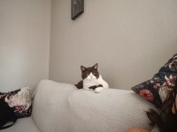 6 Aylık British Shorthair Kedimiz