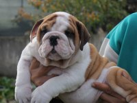 İNGİLİZ BULLDOG ŞEHİRİN DEDİKODULARI