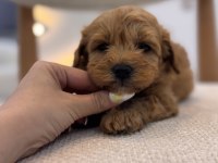 Orjinal Maltipoo Bebeklerim
