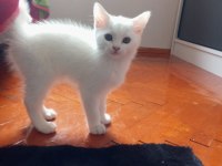 Ankara kedisi 2 aylık erkek