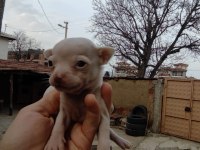 Tea cup chihuahua