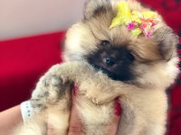 POFUDUK HANIM POMERANİAN