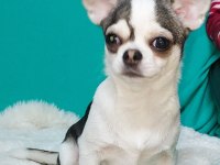 6 aylık chihuahua erkekler