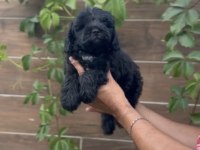 Poodle ayarında maltipoo bebekler