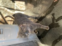 British shorthair 1,5 yaşında