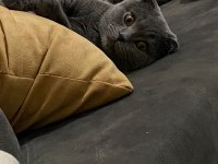 BRİTİSH SHORTHAİR KEDİMİZ ACİL SATILIKTIR