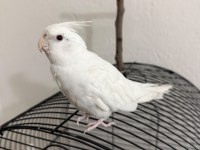 Albino sultan papağanı