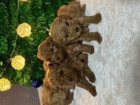50 günlük toy poodle