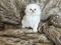 Mükemmel british longhair bebekler