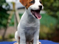 Safkan Tr De Nadir Jack Russell 120 Günlük Erkek