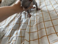 SAFKAN KANADA SFENKSİ ERKEK