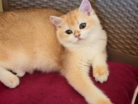 Ny 12 erkek british shorthair