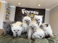 KEDİCİDEN ORJİNAL IRK YAVRI KEDİLER ANKARA MAĞAZAMIZDA