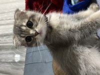 İki tane erkek yavru scottish fold