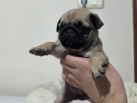 A Kalite Sıfır Burun Pug Mops yavrularımız
