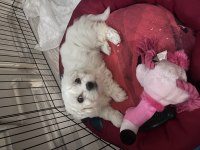 Maltese terrier köpeği