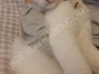 balküpü kedime acilen ömürlük bir yuva arıyorum
