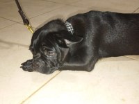 Redro Pug (Nadir kalan ırklardan)