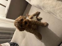 MİCRO BOY TOY POODLE YAVRULAR