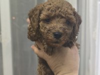 BEBEK KÖPEKLERİM YENİ AİLESİYLE TANIŞMAYA HAZIRLAR