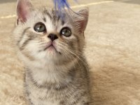 3 Dişi ve 1 Erkek British Shorthair Yavrular