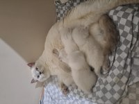 Blue point scottish fold yavrular sahiplendirilecektir