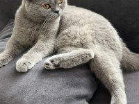 Uysal ve sevimli british shorthair kedimiz cindy