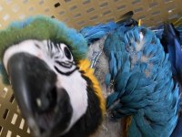 BLUE GOLD MACAW BEBEK ÇİPLİ