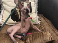 sphynx sfenks tüysüz dişi erkek yavruları