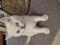 Bursa Yavru british shorthair uygun aileye