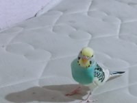 Bir çift muhabbet kuşu