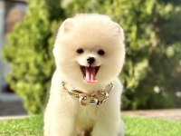 Sevimli Pomeranian Boo Yavrularımız