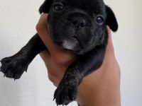 40 GÜNLÜK FRENCH BULLDOG YAVRULARI