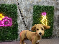 5 AYLIK MALTİPOO AŞILARI TAM KIYAFET AKSESUARLAR HEDİYE